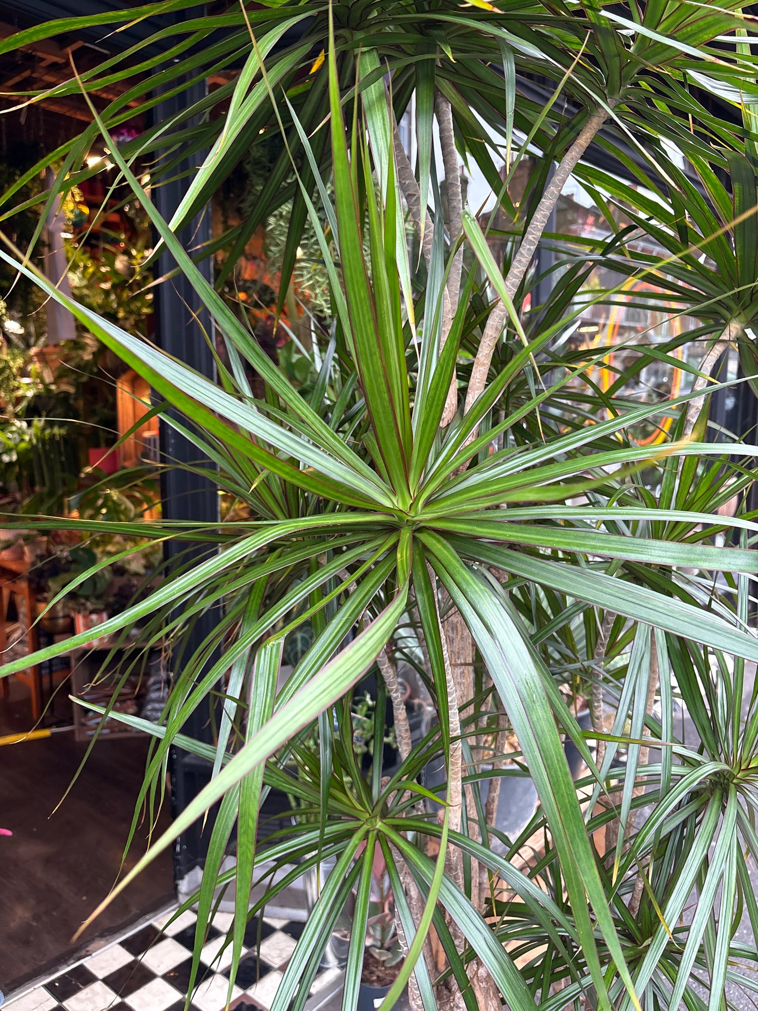 A Dracaena Marginata plant in front of Urban Tropicana’s plant shop in Chiswick, London