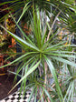 A Dracaena Marginata plant in front of Urban Tropicana’s plant shop in Chiswick, London