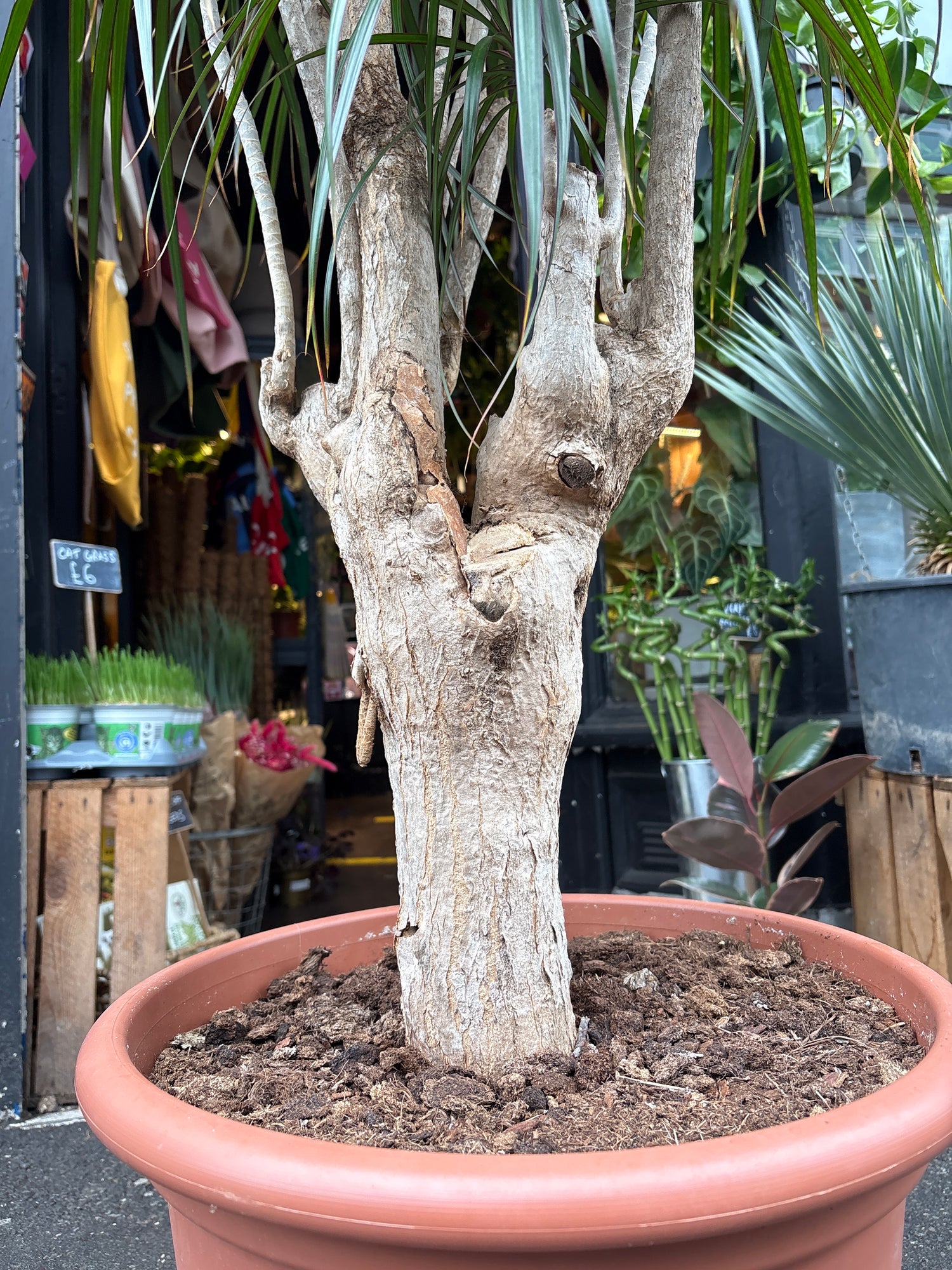 A Dracaena Marginata plant in front of Urban Tropicana’s plant shop in Chiswick, London