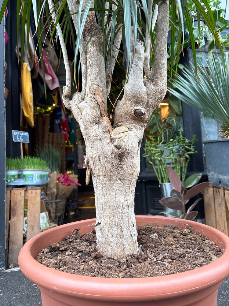 A Dracaena Marginata plant in front of Urban Tropicana’s plant shop in Chiswick, London