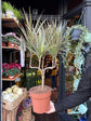 A Dracaena Marginata ‘Bicolor’ plant in front of Urban Tropicana’s Plant Shop in Chiswick London