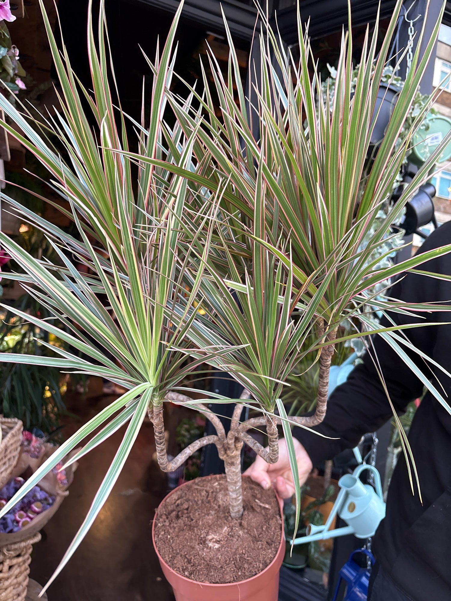 A Dracaena Marginata ‘Bicolor’ plant in front of Urban Tropicana’s Plant Shop in Chiswick London