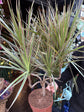 A Dracaena Marginata ‘Bicolor’ plant in front of Urban Tropicana’s Plant Shop in Chiswick London
