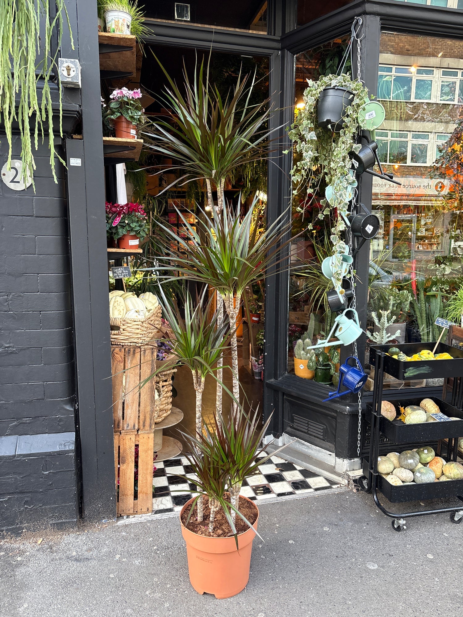 A Dracaena Marginata ‘Magenta’ plant in front of Urban Tropicana’s Plant Shop in Chiswick London