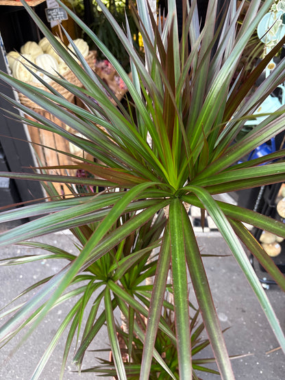 A Dracaena Marginata ‘Magenta’ plant in front of Urban Tropicana’s Plant Shop in Chiswick London