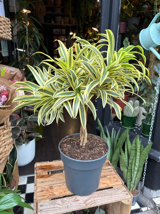 A Dracaena Reflexa Song of India plant in front of Urban Tropicana’s Plant Shop in Chiswick London
