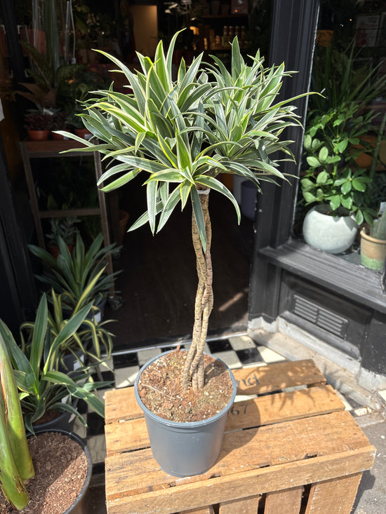 A Dracaena Reflexa Valentina plant in front of Urban Tropicana’s Plant Shop in Chiswick London