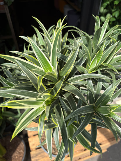 A Dracaena Reflexa Valentina plant in front of Urban Tropicana’s Plant Shop in Chiswick London