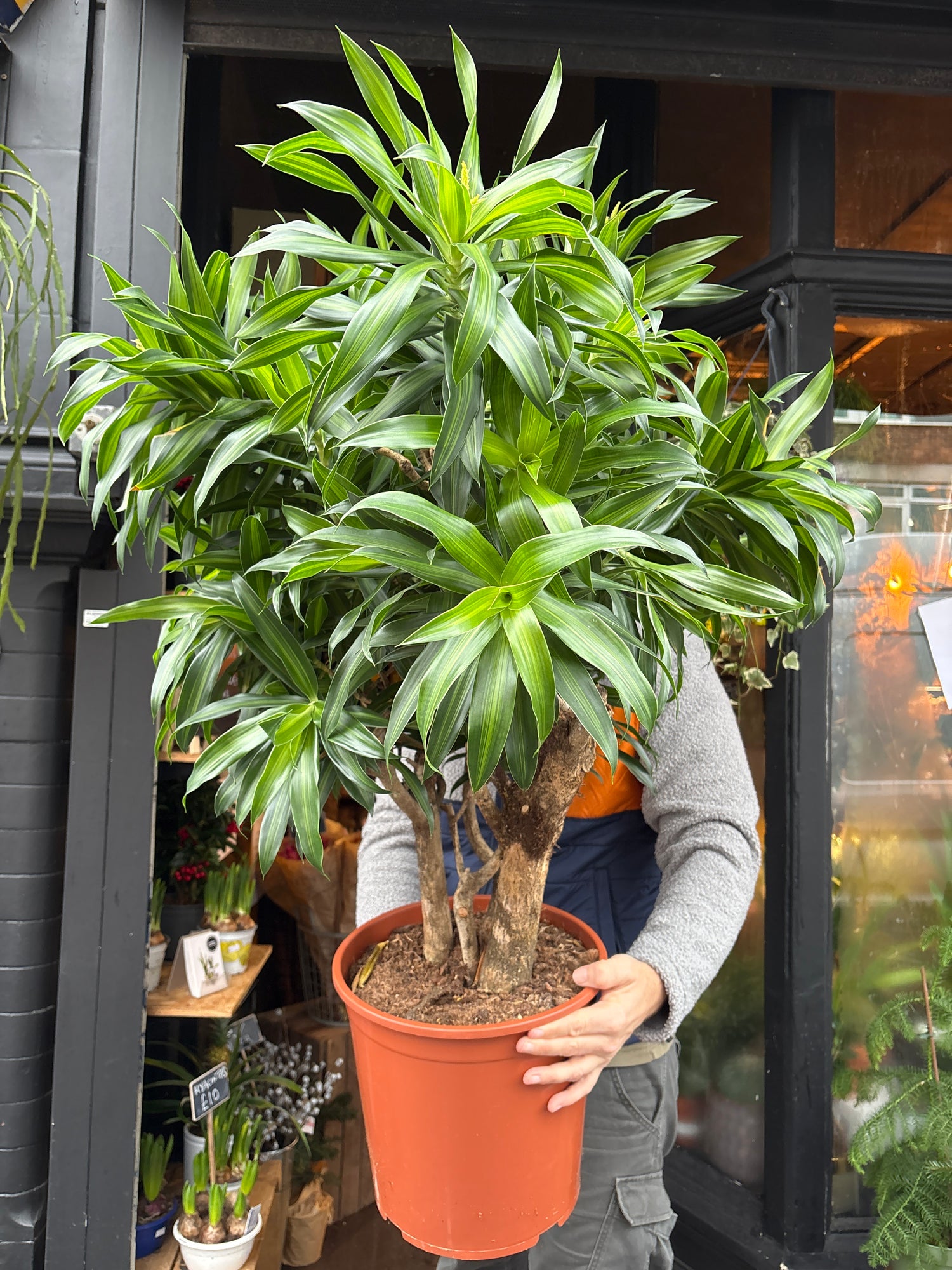 house plants song Draceana Song of India - House Plants - Plant Shop