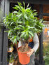 A Dracaena Song of Jamaica plant in front of Urban Tropicana’s Plant Shop in Chiswick London