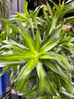 A Dracaena Song of Jamaica plant in front of Urban Tropicana’s Plant Shop in Chiswick London