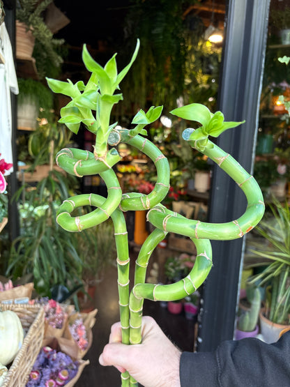 Lucky Bamboo stems in front of Urban Tropicana’s Plant Shop in Chiswick London