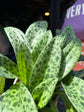 A Drimiopsis Kirkii plant in front of Urban Tropicana’s plant shop in Chiswick, London