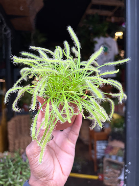 Drosera carnivorous plant in 8.5cm pot outside Urban Tropicana plant shop in Chiswick, London