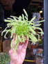 Drosera carnivorous plant in 8.5cm pot outside Urban Tropicana plant shop in Chiswick, London