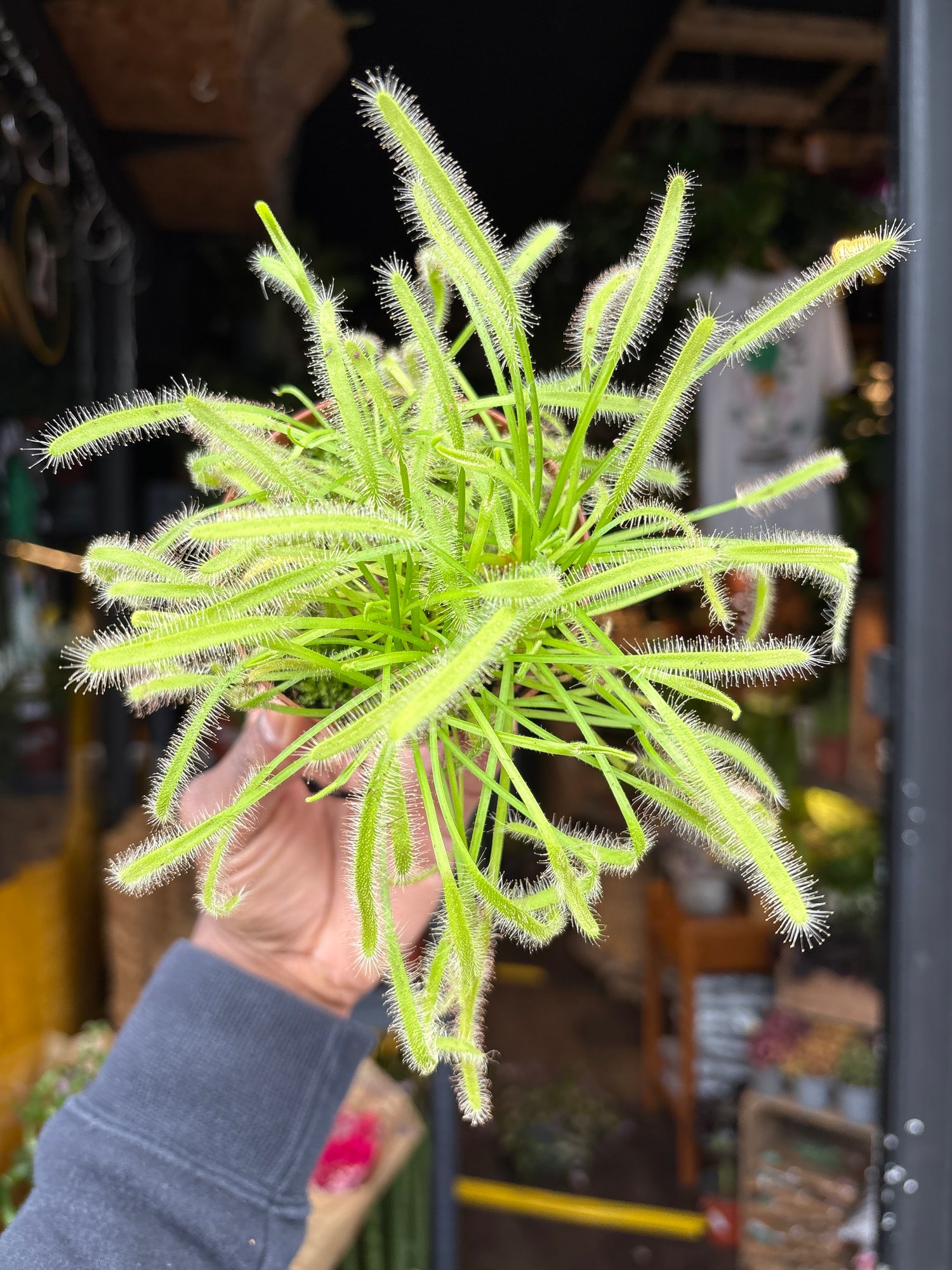 Drosera carnivorous plant in 8.5cm pot outside Urban Tropicana plant shop in Chiswick, London