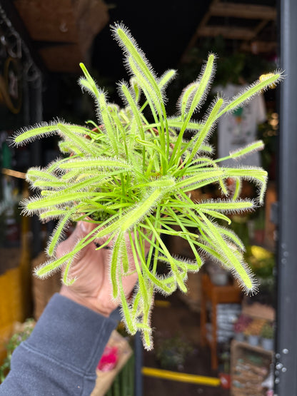 Drosera carnivorous plant in 8.5cm pot outside Urban Tropicana plant shop in Chiswick, London