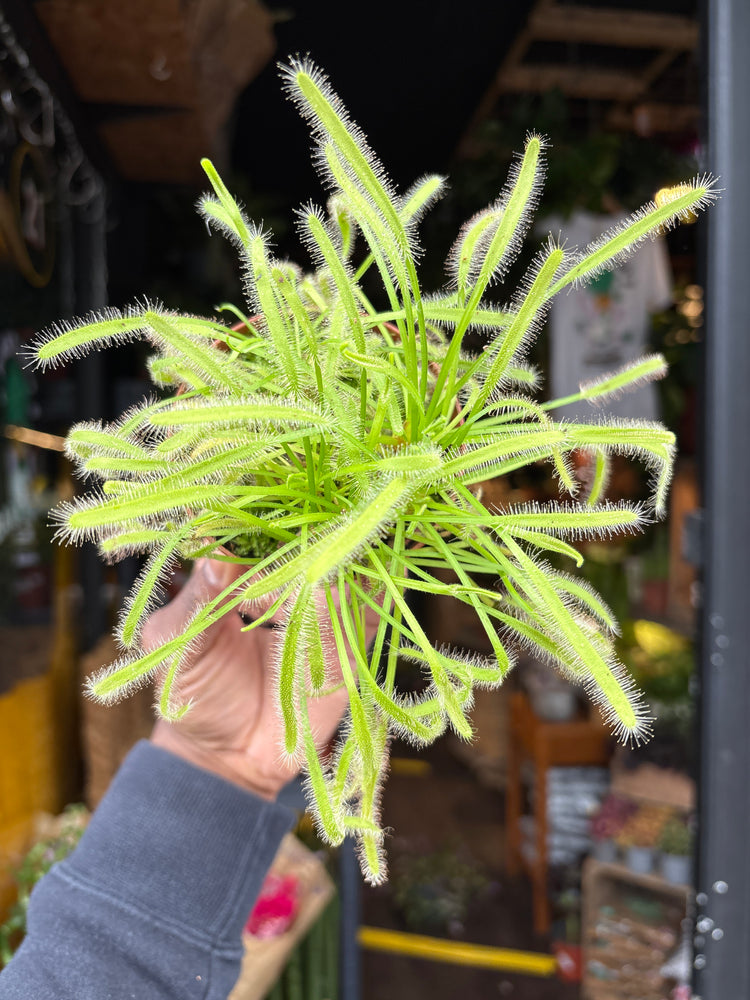 Drosera carnivorous plant in 8.5cm pot outside Urban Tropicana plant shop in Chiswick, London