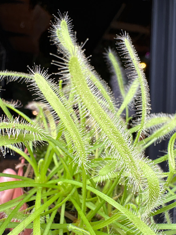 Drosera carnivorous plant in 8.5cm pot outside Urban Tropicana plant shop in Chiswick, London