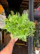 Davallia | Rabbit’s Foot Fern | 15cm pot