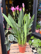 Curcuma alismatifolia ‘Siam Splash’ | 15cm pot