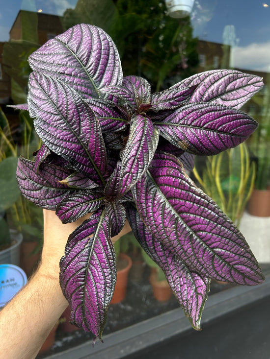 Strobilanthes | 13cm pot
