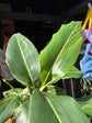 Alpinia Zerumbet Variegated | 14cm pot