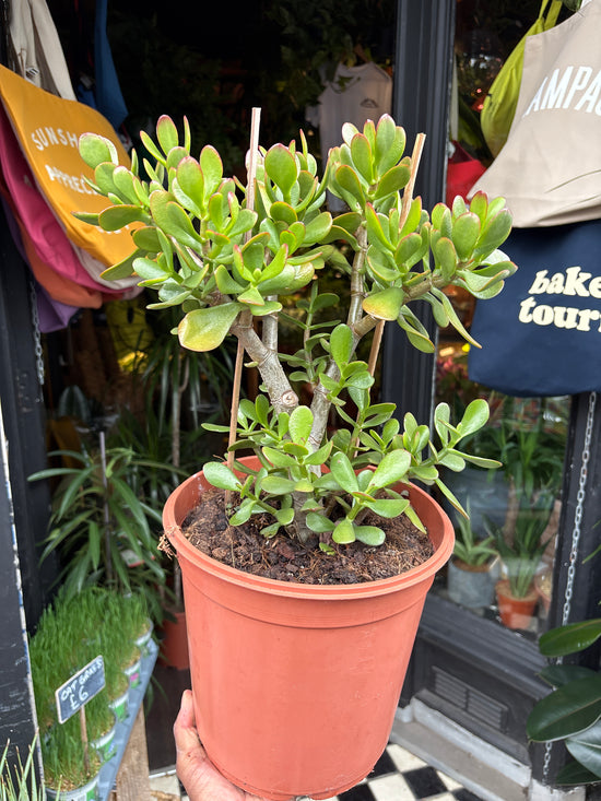 Crassula | 24cm pot