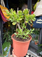 Crassula | 24cm pot