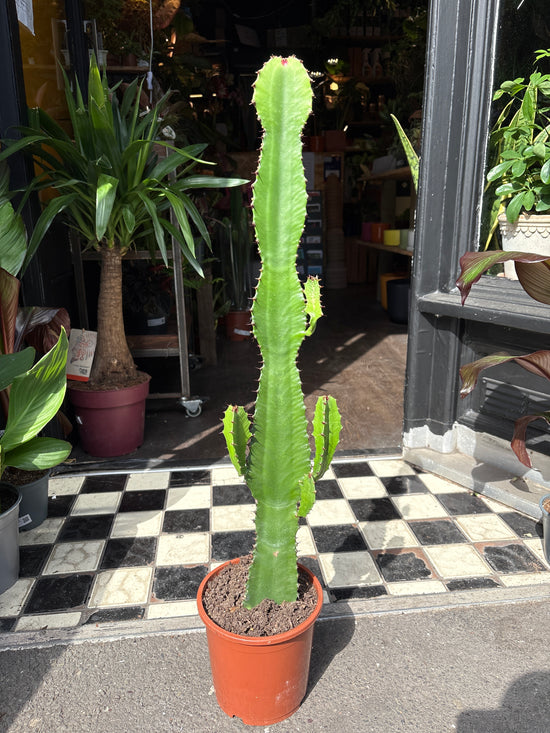 Euphorbia Acrurensis | 17cm pot