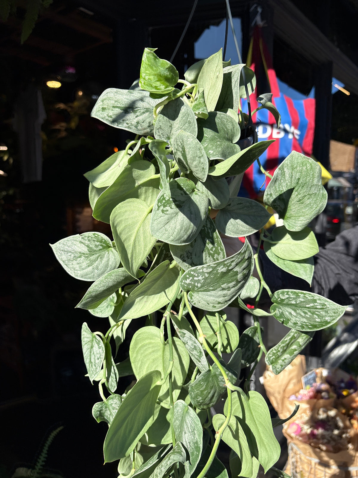 Scindapsus Pictus Silvery Ann | 14cm hanging pot