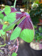 Oxalis Iron Cross | 9cm pot