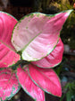 Aglaonema China Red | 12cm pot