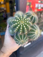 Parodia Magnifica | 12cm pot