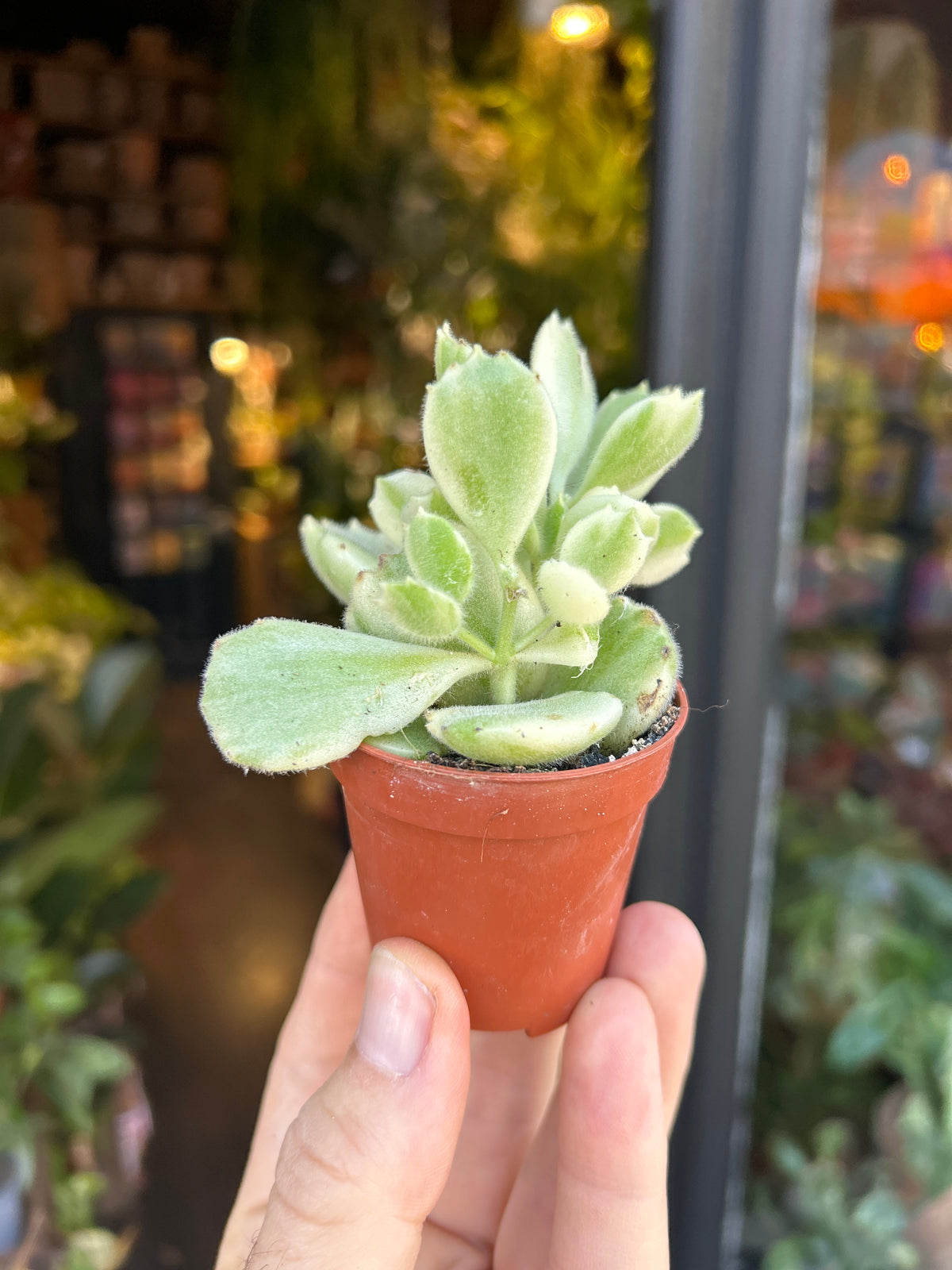 Cotyledon ladismithiensis variegata | 5.5cm pot