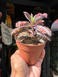 Kalanchoe Daigremontiana Pink Butterfly | 8cm pot