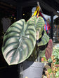 Alocasia Cuprea &