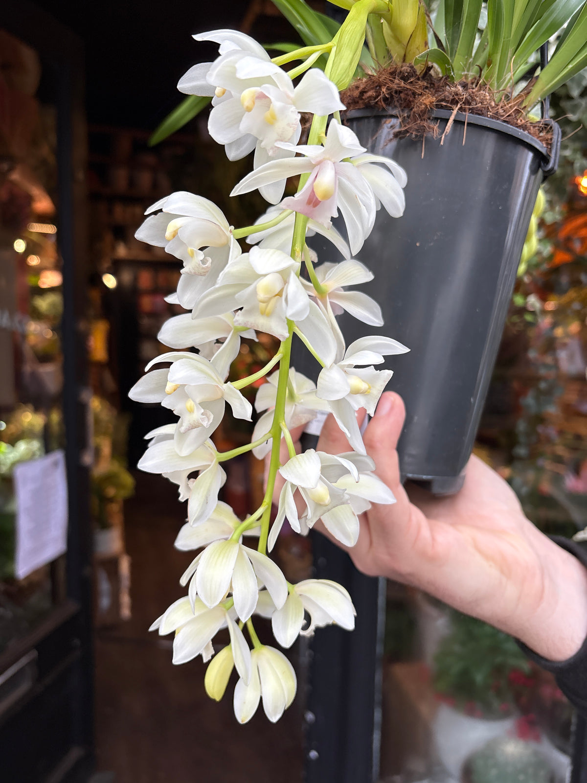 Cymbidium Ice Cascade | 14cm pot