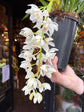 Cymbidium Ice Cascade | 14cm pot