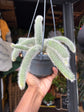 Hildewintera Colademononi | Monkey Tail Cactus | 14cm pot