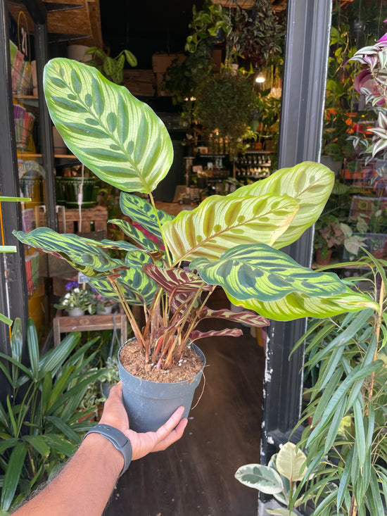 A prayer plant also known as a Calathea Makoyana in front of Urban Tropicana&