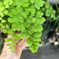 A Adiantum Raddianum Fragans plant also known as a Maidenhair Fern in front of Urban Tropicana&