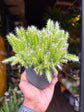 Hylocereus undatus | Dragon Fruit | 10.5cm pot