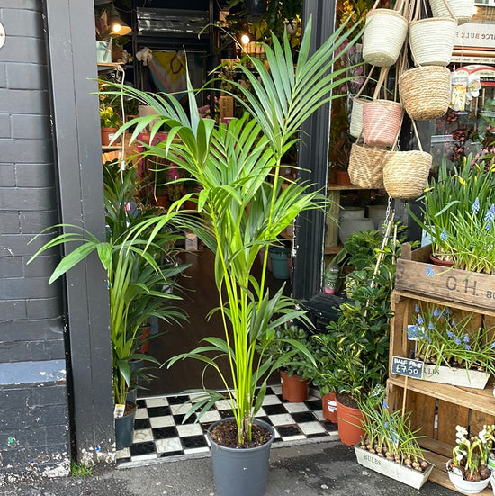 A Howea Forsteriana plant also known as a Kentia Palm in front of Urban Tropicana&