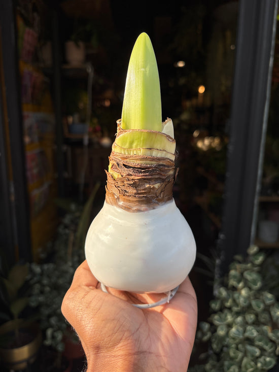 Amaryllis Wax Bulb | White