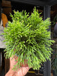 Rhipsalis Hatiora salicornioides | 12cm pot
