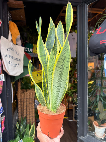Sansevieria Laurentii | Snake Plant | 14cm pot