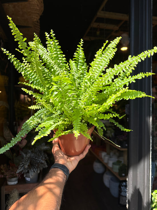 Nephrolepsis Green Lady | 20cm pot