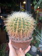 Echinocactus Grusonii | 18cm pot