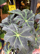 Begonia Heraclefolia ‘Draco’ | 17cm pot
